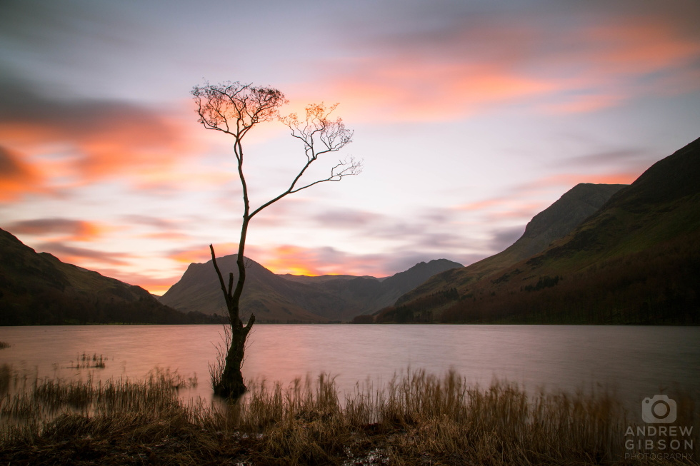 Sunrise Beyond a Lone Tree - Buttermere, Lake District