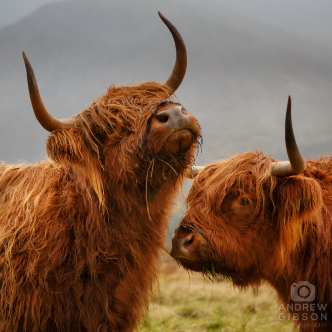 Two Highland Cows enjoying the craic