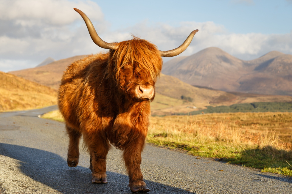 Highland cow in the road at Elgol, Skye